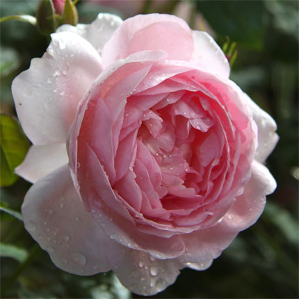 image/galerie/hochwertige-pflanzen/01-schoene-rosa-rose-blumen-fritsch.jpg