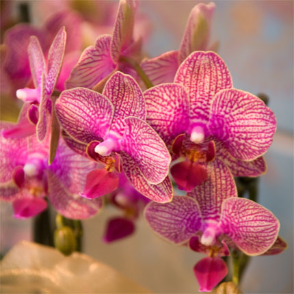 image/galerie/hochwertige-pflanzen/02-pinke-orchidee-blumen-fritsch.jpg