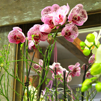 image/galerie/hochwertige-pflanzen/05-orchidee-vor-spiegel-blumen-fritsch.jpg