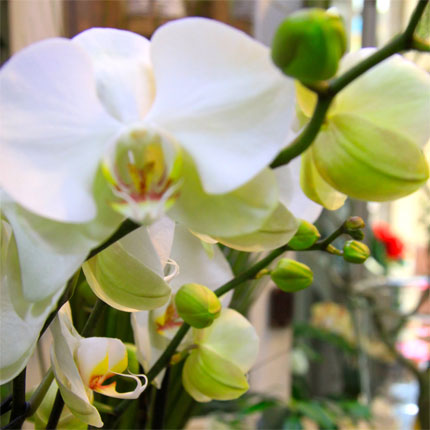 image/galerie/hochwertige-pflanzen/09-gruen-weisse-orchidee-blumen-fritsch.jpg