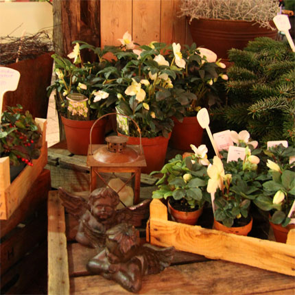 image/galerie/vier-jahreszeiten/05-weihnachtspflanzen-blumen-fritsch.jpg